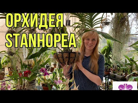 Видео: Орхидея Stanhopea