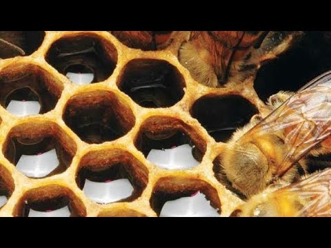 Видео: Причины плохой зимовки