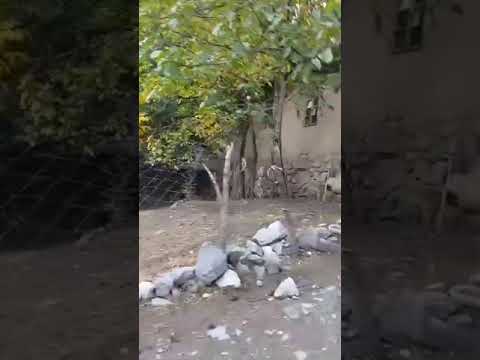 Видео: Дихаи зибойи падруд 2024