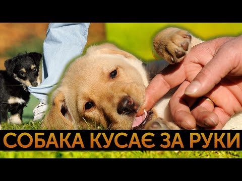 Видео: Як відучити собаку гризти руки?| Поради та приклади