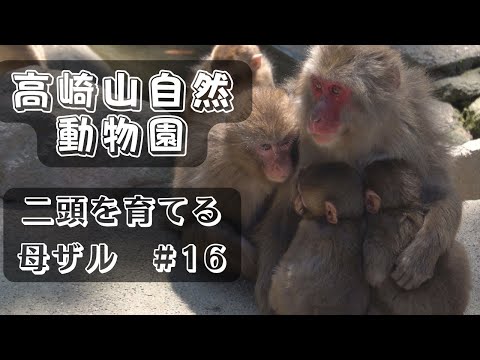 Видео: [# 16] Такасакияма. Мать-обезьяна воспитывает двоих