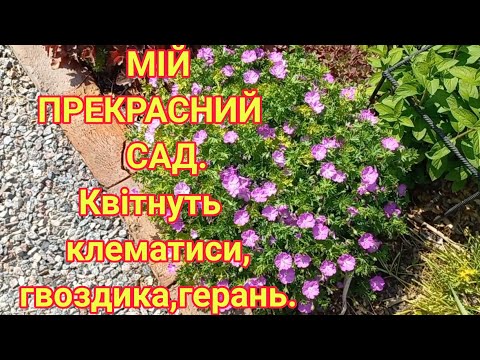 Видео: Формування ожини/Квітне Гвоздика/Обрізка Лаванди#обзорсада#ежевика#обрезкаежевики#розы#сад#лаванда