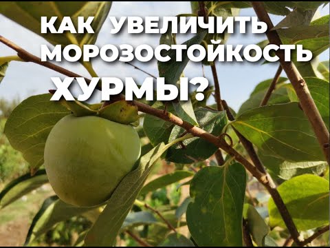 Видео: Как сберечь хурму зимой?