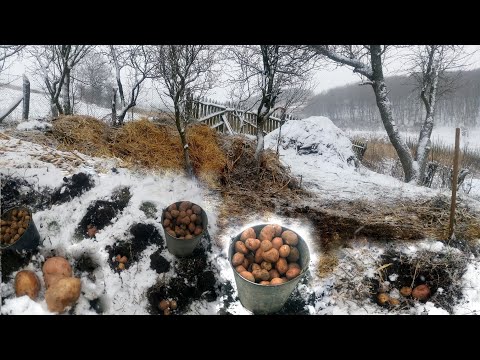 Видео: Картопля, поcадка зимою до Різдва. Процес та результат!