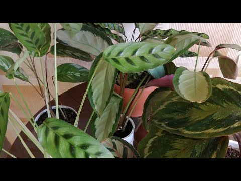 Видео: Как ведут себя мои калатеи,какие действия предпринимаю.