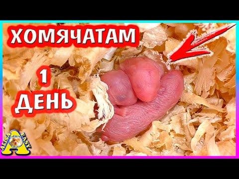 Видео: Роды хомяка кэмпбелла / Хомячатам 1 день / Персиковые - Орешки)) / Alisa Easy Pets