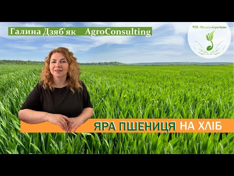 Видео: Яра пшениця: якісні показники для хліба, сорти