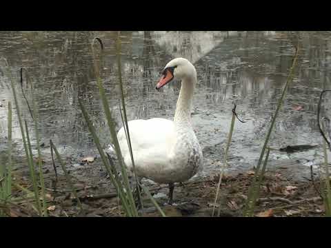 Видео: Пристал к лебедям