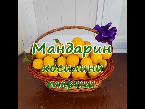Видео: Туркиядан келган( Уншиу сорт) Мандарин хосилини териш  жараёни.