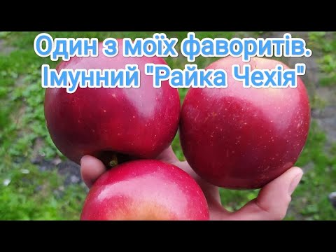 Видео: Огляд на імунний сорт яблук "Райка Чехія" / Review of the immune apple "Raika Czechia"