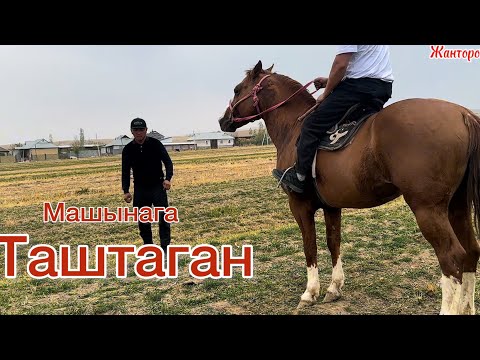 Видео: Оскон Акеден Дончак +996-772-910-072