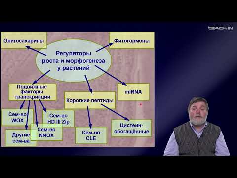 Видео: Чуб В.В. - Молекулярная генетика развития растений - 5. Позиционный контроль развития