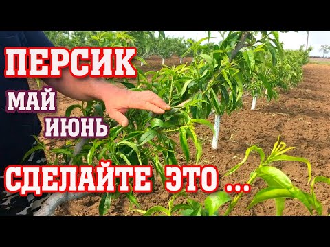 Видео: ПЕРСИК/ МАЙ-ИЮНЬ-ЭТО ОБЯЗАТЕЛЬНО!!!