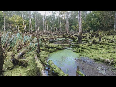 Видео: Помешал бобрам достроить плотину на реке и сжег все ветки.