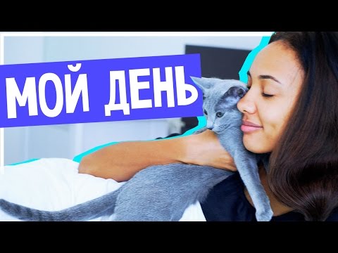 Видео: ОБЫЧНЫЙ ДЕНЬ ВИДЕОБЛОГЕРА