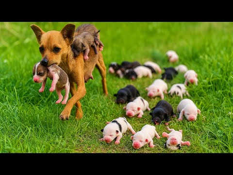 Видео: Мне повезло увидеть, как собака 🐶 мама несла щенка и устроила уютный дом ❤🥰🐕