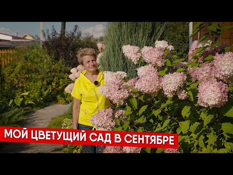 Видео: Мой цветущий сад в сентябре