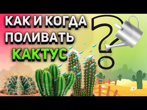 Видео: Как поливать кактус? Когда поливать кактус? Уход за кактусом.