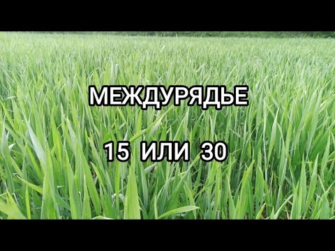 Видео: Пшеница. Какое междурядье лучше?