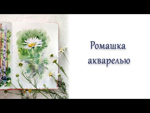 Видео: Ромашка акварелью.