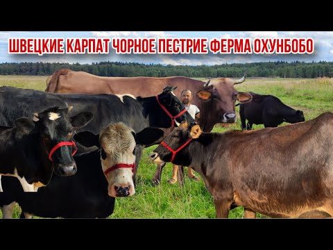 Видео: Карпат Чорное пестрие Шветцкие бугуз арзон успет кун 15 сентября 2025 г.