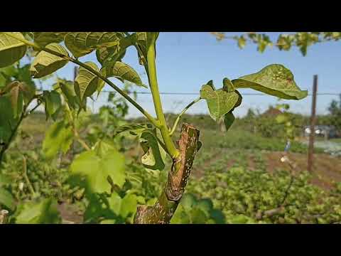 Видео: летние прививки грецкого ореха