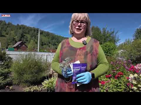 Видео: Вперёд, товарищи! На дачу! Выпуск от 09.09.25