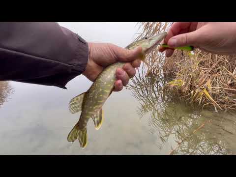 Видео: впіймав щупака на воблер  
