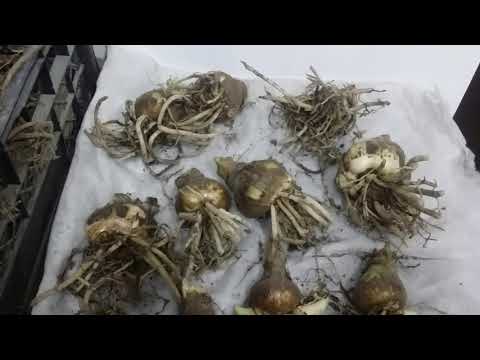Видео: Гиппеаструм выкопали из сада 🌺))Что дальше 😌