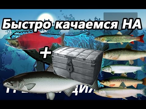 Видео: Быстро качаемся на ЧАВЫЧЕ + нерка + постоянно серебро  / Русская рыбалка 3