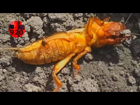 Видео: Как ИЗБАВИТЬСЯ ОТ МЕДВЕДКИ капустянки на весь сезон