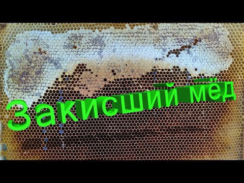 Видео: Профессор Кашковский про закисший мёд