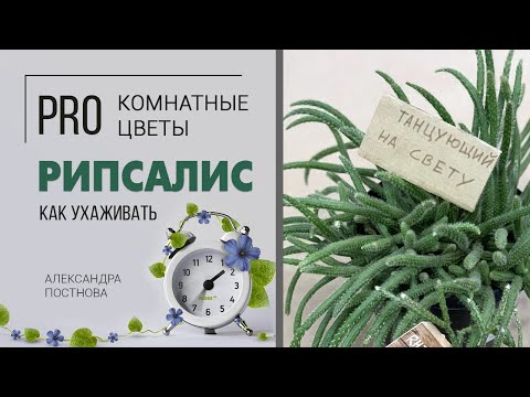 Видео: Рипсалис - легкий суккулент во всех смыслах этого слова.