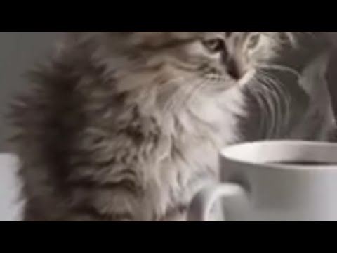 Видео: Белоснежный фарфор -"сложная простота " Мои чашки - высшего качества. Снег и красота.