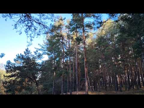 Видео: Ушел из работы по найму в организации более года назад