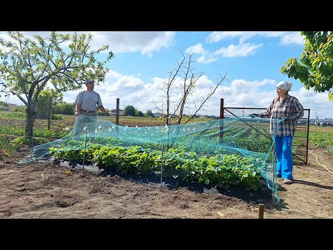 Видео: Живём в радость на 28 сотках | Сетки на клубнику  | Окучили картофель минитрактором | Сотовые рамки
