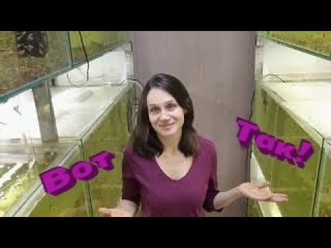 Видео: Красный неон. Кормление производителей в карантин.