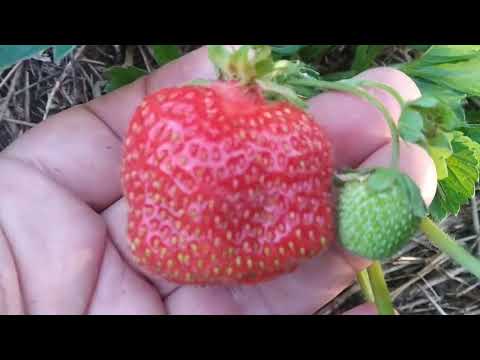 Видео: Усы клубники первогодки - убираем или оставляем?