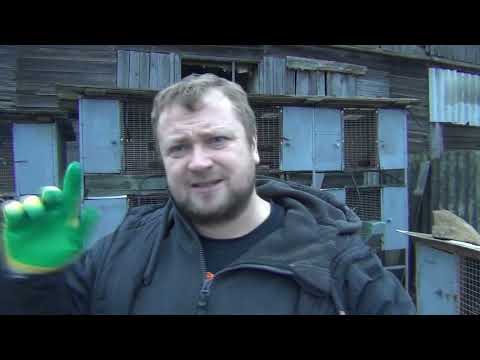 Видео: Кролики возвращаются! 1000км за кроликами! Моя кроликоферма! Какие породы буду разводить! Мои клетки