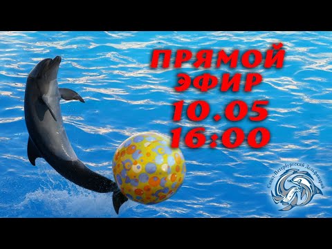 Видео: Общение человека с дельфином. Дельфинотерапия. Мифы и научные концепции.