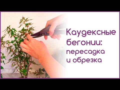 Видео: Каудексные бегонии: пересадка и обрезка