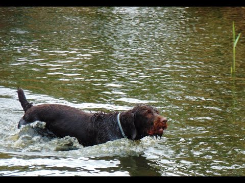 Видео: Испытания легавых собак по водоплавающей-утка