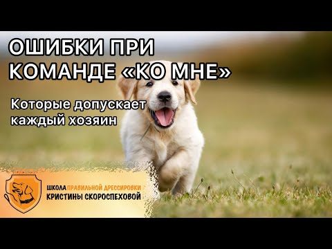 Видео: Почему собака не выполняет команду «Ко мне»? Из-за наших ошибок! Учим подзыв правильно!