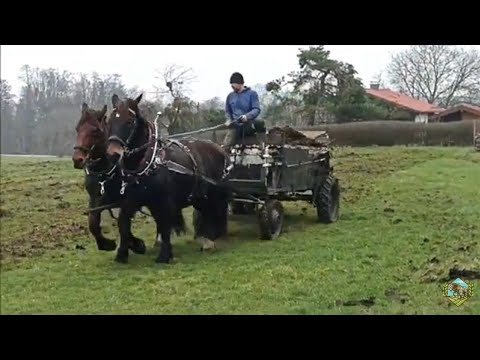 Видео: разбрасывать навоз