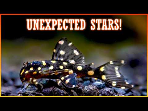 Видео: Pleco Playground: полное руководство по популярным и редким видам