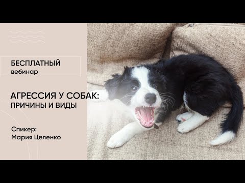 Видео: Вебинар «Агрессия у собак: причины, виды и устранение»
