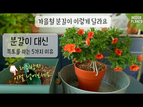 Видео: [4K]Пять обстоятельств, при которых пополнение почвы более эффективно, чем пересадка