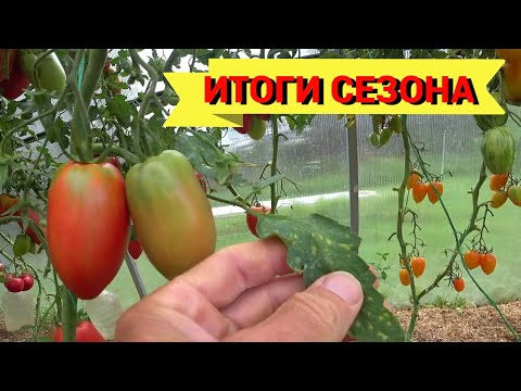 Видео: КЛАДОСПОРИОЗ и ДЕСЯТЬ ВКУСНЫХ СОРТОВ ТОМАТОВ. Итоги года 2025.