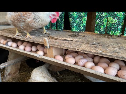 Видео: Куры несутся зимой как летом