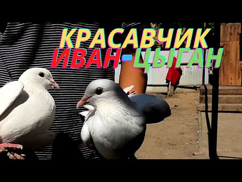 Видео: В гостях у голубятника цыгана Ивана!